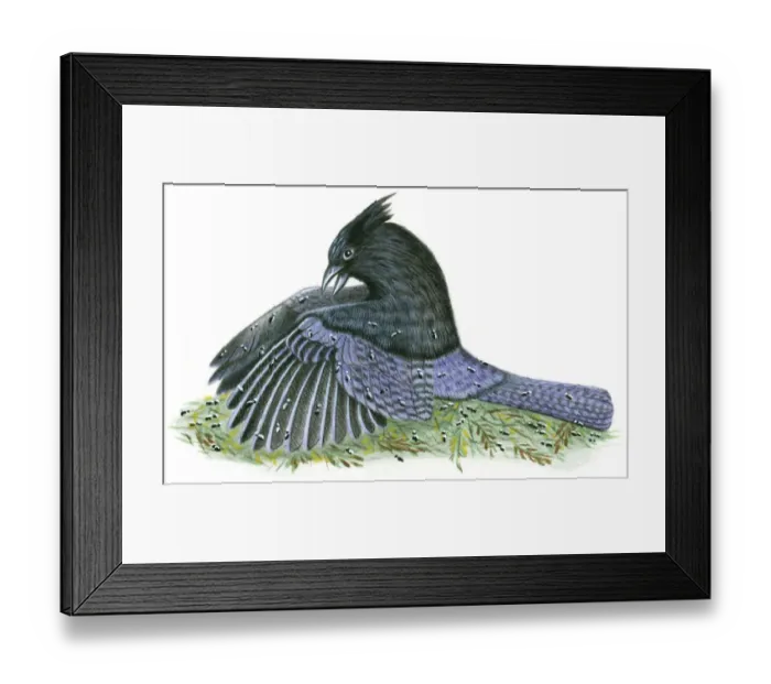 Framed Print : Illustration of North American Stellers Jay (Cyanocitta stelleri) using beak for anting Framed Print : Illustration of North American Stellers Jay (Cyanocitta stelleri) using beak for anting
