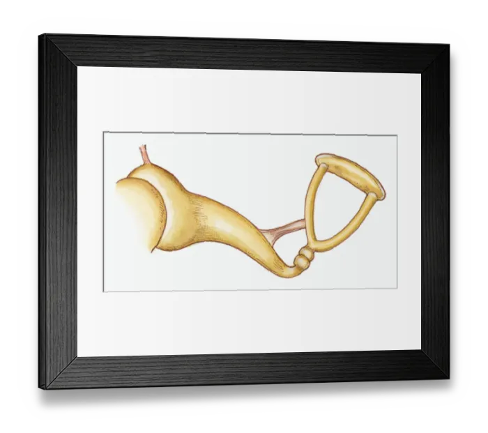 Framed Print : Illustration of stirrup-shaped stapes in middle ear of Epitheria Framed Print : Illustration of stirrup-shaped stapes in middle ear of Epitheria