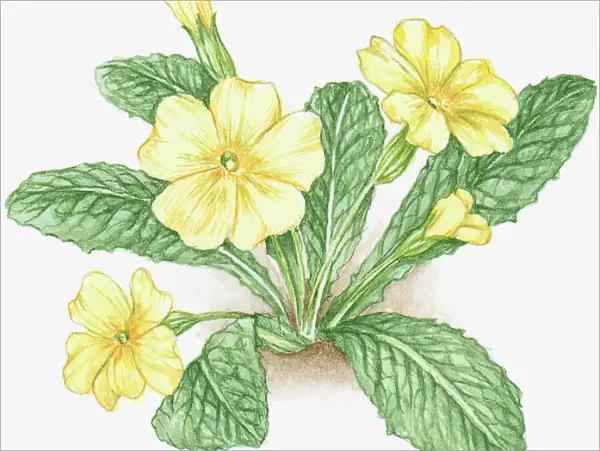 Illustration of Primula veris (Cowslip), with yellow flowers and green leaves