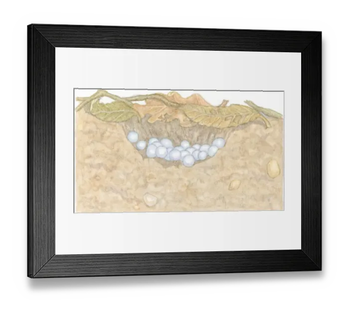 Framed Print : Illustration of white eggs of Garden Snail (Helix aspersa) in shallow hole under decaying leaves Framed Print : Illustration of white eggs of Garden Snail (Helix aspersa) in shallow hole under decaying leaves