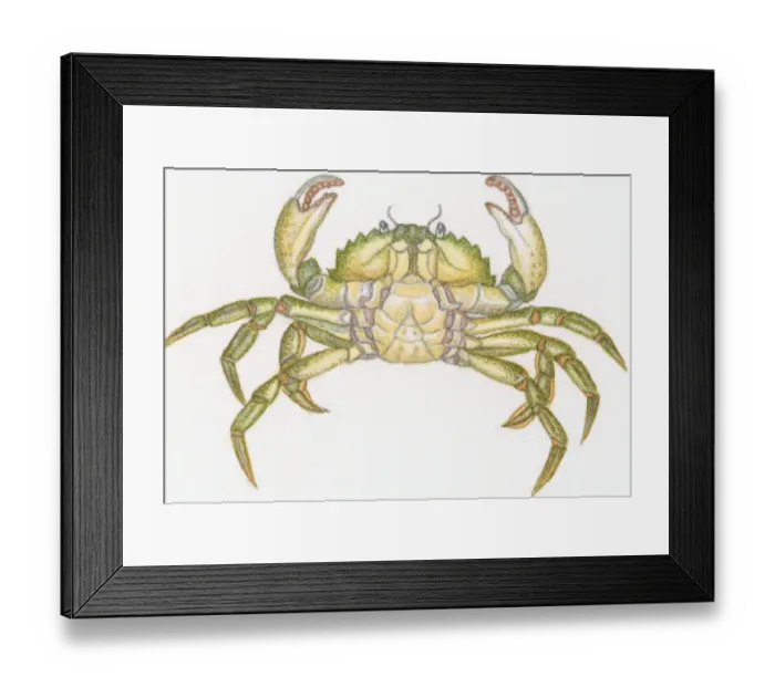 Framed Print : Illustration of ventral surface male crab showing apron or abdomen, thorax, and large claws Framed Print : Illustration of ventral surface male crab showing apron or abdomen, thorax, and large claws