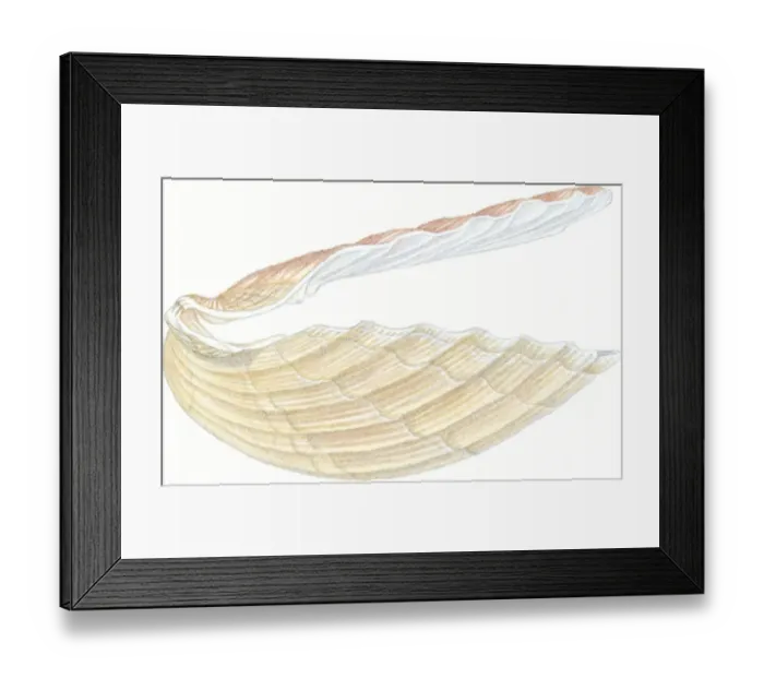 Framed Print : Illustration of Great scallop (Pecten maximus), open shell Framed Print : Illustration of Great scallop (Pecten maximus), open shell