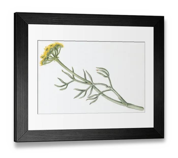 Framed Print : Illustration of Crithmum maritimum (Samphire), a yellow wildflower with green leaves on long stem Framed Print : Illustration of Crithmum maritimum (Samphire), a yellow wildflower with green leaves on long stem