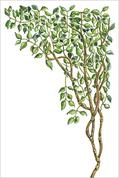 Illustration of Banisteriopsis caapi, a South American tropical rainforest vine used for Ayahuasca decoctions