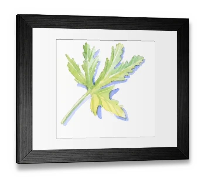 Framed Print : Illustration of green geranium leaf Framed Print : Illustration of green geranium leaf