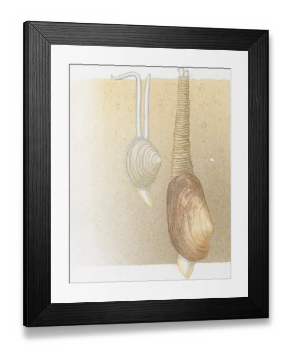 Framed Print : Illustration of Peppery Furrow Shell (Scrobicularia plana), also known as Sand Gaper, with two siphons joined in one leathery tube, and Common Otter Shell (Lutraria lutraria) with two long, white siphons on surface of seabed Framed Print : Illustration of Peppery Furrow Shell (Scrobicularia plana), also known as Sand Gaper, with two siphons joined in one leathery tube, and Common Otter Shell (Lutraria lutraria) with two long, white siphons on surface of seabed
