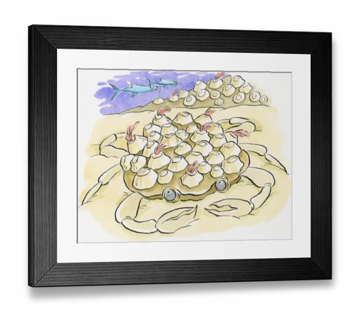 Framed Print : Cartoon of crab, sinking in sand, over-burdened by barnacles on back Framed Print : Cartoon of crab, sinking in sand, over-burdened by barnacles on back