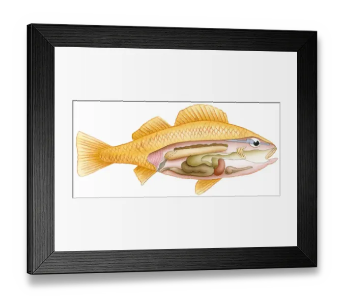 Framed Print : Illustration of fish with cross section showing intestine, swim bladder, heart, liver, and kidney