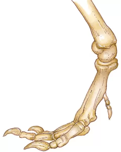 Illustration of bones of Tyrannosaurus foot showing long toes, small first toe, or dew claw, and ankle joint