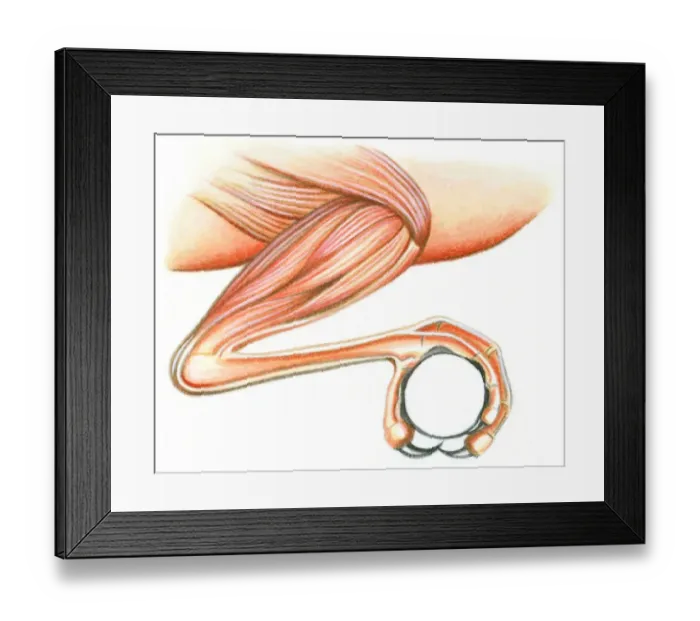 Framed Print : Illustration of muscles in leg of bird that assist talon to curl for perching Framed Print : Illustration of muscles in leg of bird that assist talon to curl for perching