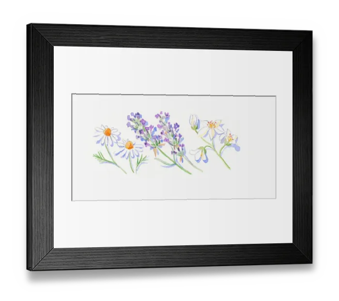 Framed Print : Illustration of lavender flowers, Roman chamomile flowers and neroli flowers and bud on stems