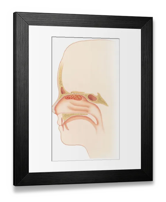 Framed Print : Illustration of smell sensors, nasal epithelium, olfactory bulb, turbinate, bones, frontal sinus and sphenoid sinus in nasal cavity Framed Print : Illustration of smell sensors, nasal epithelium, olfactory bulb, turbinate, bones, frontal sinus and sphenoid sinus in nasal cavity