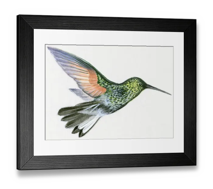 Framed Print : Illustration of Green Violetear (Colibri thalassinus), hummingbird hovering Framed Print : Illustration of Green Violetear (Colibri thalassinus), hummingbird hovering