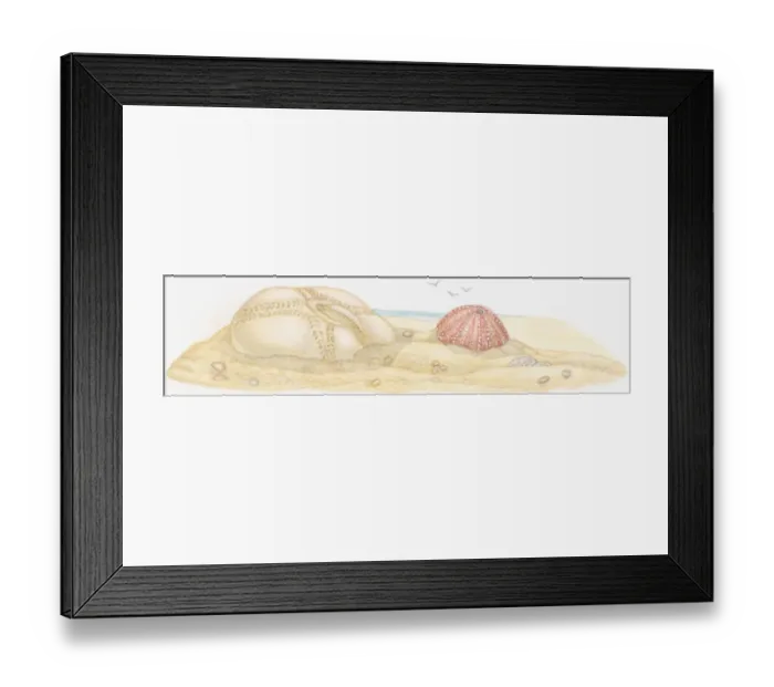 Framed Print : Illustration of two Sea Urchin (Echinoidea), shell, also known as test, on beach Framed Print : Illustration of two Sea Urchin (Echinoidea), shell, also known as test, on beach