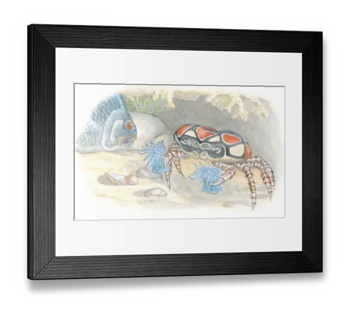 Framed Print : Illustration of Boxer Crab or Pom-Pom Crab (Lybia tesselata) carrying stinging Sea Anemone (Actiniaria) on end of each cheliped as defense against predatory fish