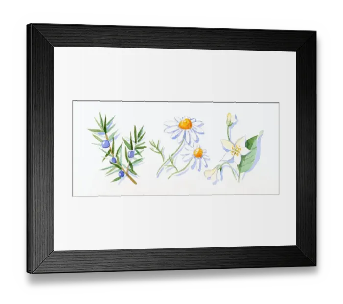 Framed Print : Illustration of Juniper berries and green leaves on stem, German chamomile, and neroli flowers, buds and green leaves on stem Framed Print : Illustration of Juniper berries and green leaves on stem, German chamomile, and neroli flowers, buds and green leaves on stem