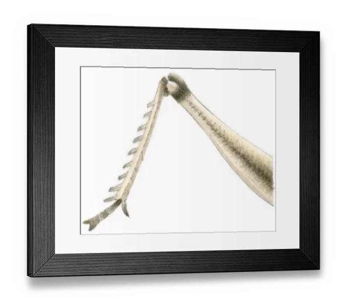 Framed Print : Illustration of locust leg showing knee joint used for jumping