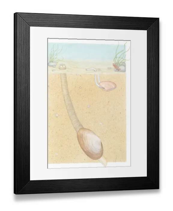 Framed Print : Illustration of Peppery Furrow Shell (Scrobicularia plana), also known as Sand Gaper, with long siphons in leathery tube, and West African Tellin (Tellina madagascariensis), buried in sand showing two long siphons Framed Print : Illustration of Peppery Furrow Shell (Scrobicularia plana), also known as Sand Gaper, with long siphons in leathery tube, and West African Tellin (Tellina madagascariensis), buried in sand showing two long siphons
