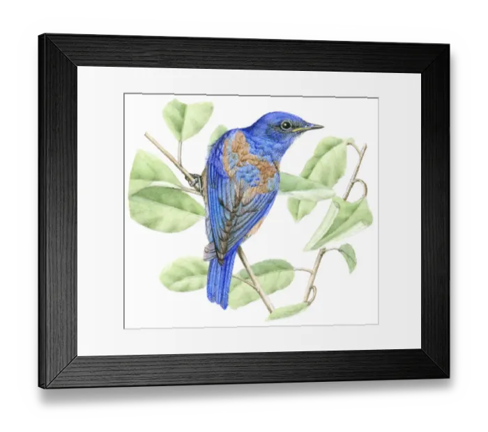 Framed Print : Illustration of male Western Bluebird (Sialia mexicana) perched on narrow stem with green leaves