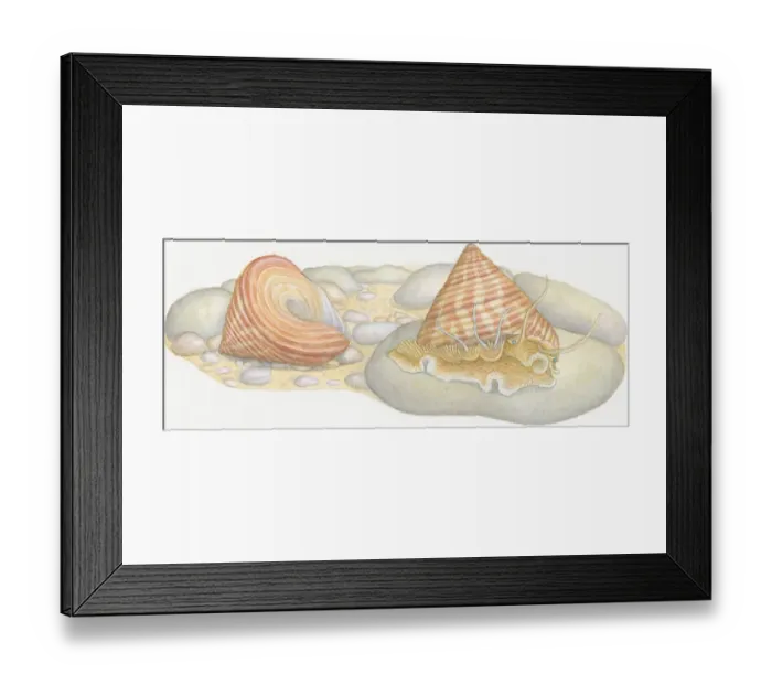 Framed Print : Illustration of Top Snail (Calliostoma) emerging from shell with empty shell behind Framed Print : Illustration of Top Snail (Calliostoma) emerging from shell with empty shell behind