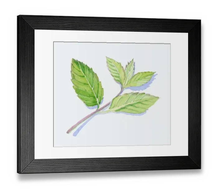 Framed Print : Illustration of green peppermint leaves on stem Framed Print : Illustration of green peppermint leaves on stem