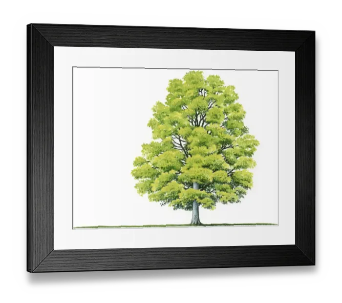 Framed Print : Illustration of Acer saccharum (Sugar Maple), a deciduous tree showing shape of canopy and summer leaves