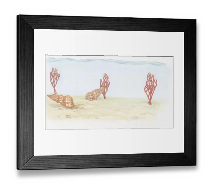 Framed Print : Illustration of Wentletrap (Epitonium), predatory snails and Pink Sea Fan (Eunicella verrucosa) coral living on seabed below ocean tideline Framed Print : Illustration of Wentletrap (Epitonium), predatory snails and Pink Sea Fan (Eunicella verrucosa) coral living on seabed below ocean tideline