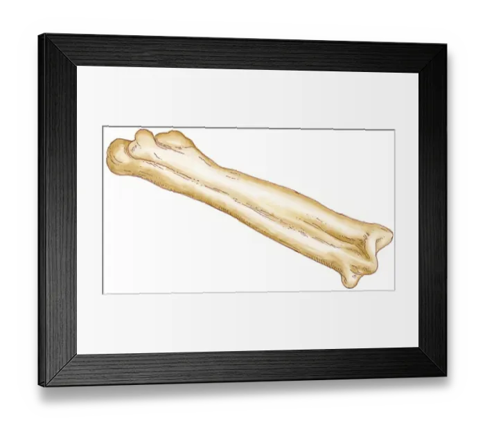 Framed Print : Illustration of tarsometatarsus of tetrapod bird formed from fusion of ankle and foot bones Framed Print : Illustration of tarsometatarsus of tetrapod bird formed from fusion of ankle and foot bones