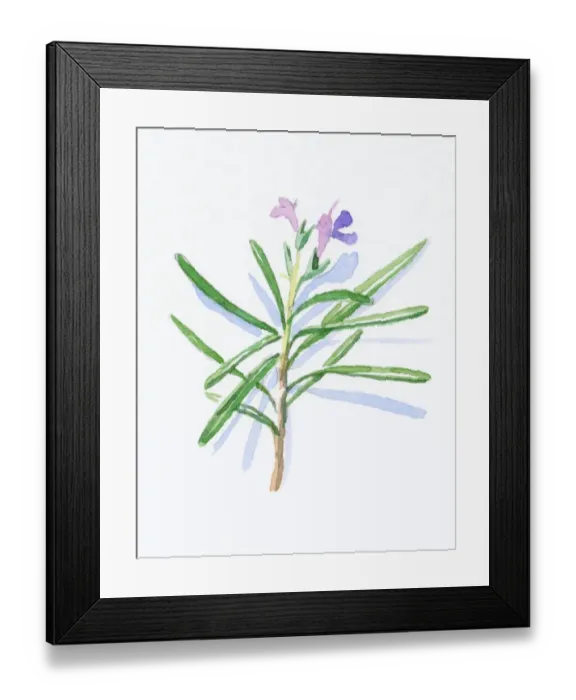 Framed Print : Illustration of Rosmarinus officinalis (Rosemary), pale purple flowers and green, needle-like leaves on stem Framed Print : Illustration of Rosmarinus officinalis (Rosemary), pale purple flowers and green, needle-like leaves on stem