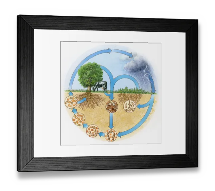 Framed Print : Illustration showing nitrogen and hydrologic cycle Framed Print : Illustration showing nitrogen and hydrologic cycle