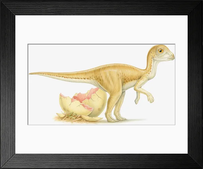 Framed Print : Illustration of newly hatched dinosaur and broken egg shell Framed Print : Illustration of newly hatched dinosaur and broken egg shell