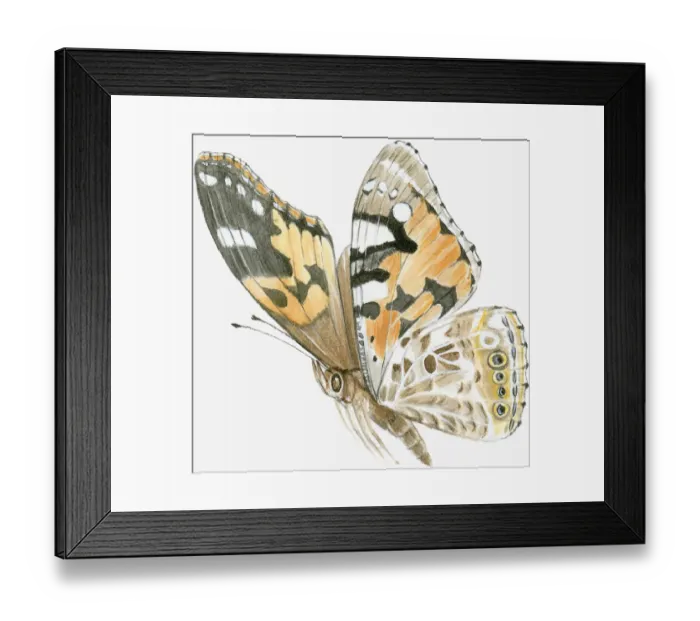 Framed Print : Illustration of Painted Lady butterfly (Vanessa cardui), flying showing natural pattern on wings Framed Print : Illustration of Painted Lady butterfly (Vanessa cardui), flying showing natural pattern on wings