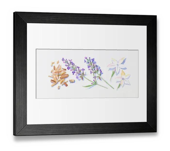 Framed Print : Illustration of sandalwood wood chips lavender flowers on stem, and two Jasmine flowers Framed Print : Illustration of sandalwood wood chips lavender flowers on stem, and two Jasmine flowers