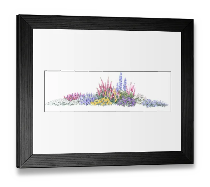 Framed Print : Illustration of flowerbed of colourful ground cover shrubs and tall flower spikes Framed Print : Illustration of flowerbed of colourful ground cover shrubs and tall flower spikes