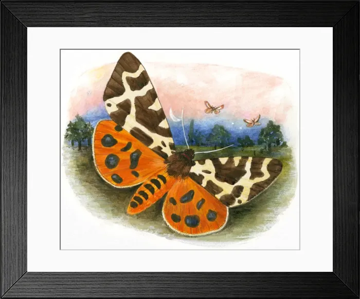Framed Print : Illustration of brightly coloured moth flying at night Framed Print : Illustration of brightly coloured moth flying at night