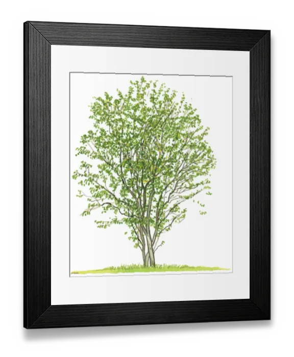 Framed Print : Illustration of Amelanchier alnifolia (Saskatoon Berries), a small tree showing shape of canopy and summer leaves