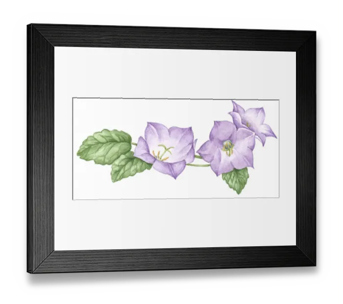 Framed Print : Illustration of Helleborus (Lenten rose) with pale purple petals and green leaves Framed Print : Illustration of Helleborus (Lenten rose) with pale purple petals and green leaves