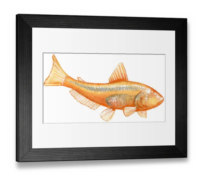 Framed Print : Illustration of Blind Cave Characin (Astyanax mexicanus), orange freshwater fish also known as Mexican tetra, tetra Framed Print : Illustration of Blind Cave Characin (Astyanax mexicanus), orange freshwater fish also known as Mexican tetra, tetra