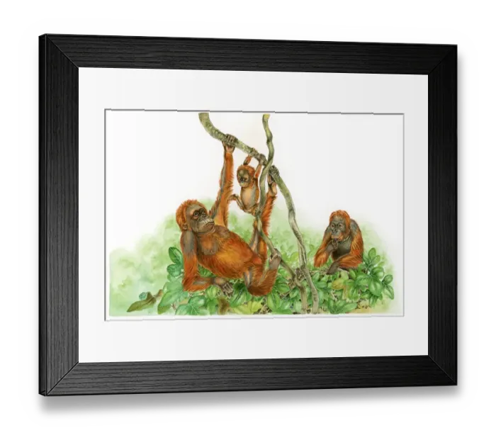 Framed Print : Illustration of Orangutan (Pongo) family with baby and adult male swinging from branch of tree and female feeding on leaves Framed Print : Illustration of Orangutan (Pongo) family with baby and adult male swinging from branch of tree and female feeding on leaves
