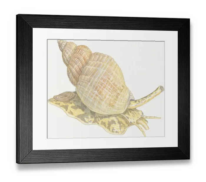 Framed Print : Illustration of Whelk and shell showing siphon on head Framed Print : Illustration of Whelk and shell showing siphon on head