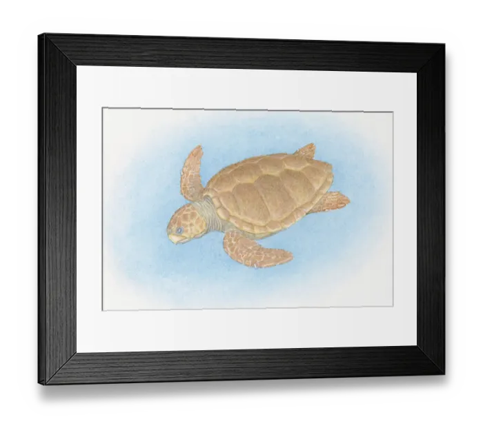 Framed Print : Illustration of Loggerhead Sea Turtle (Caretta caretta), swimming Framed Print : Illustration of Loggerhead Sea Turtle (Caretta caretta), swimming