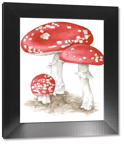 Illustration of Amanita muscaria (Fly agaric) a poisonous, psychoactive basidiomycete fungus with red and white spotted cap and white stem