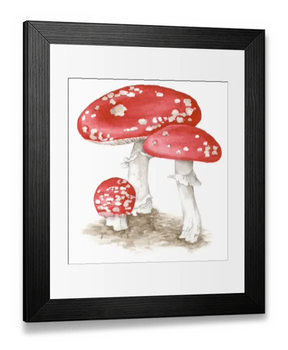 Framed Print : Illustration of Amanita muscaria (Fly agaric) a poisonous, psychoactive basidiomycete fungus with red and white spotted cap and white stem Framed Print : Illustration of Amanita muscaria (Fly agaric) a poisonous, psychoactive basidiomycete fungus with red and white spotted cap and white stem