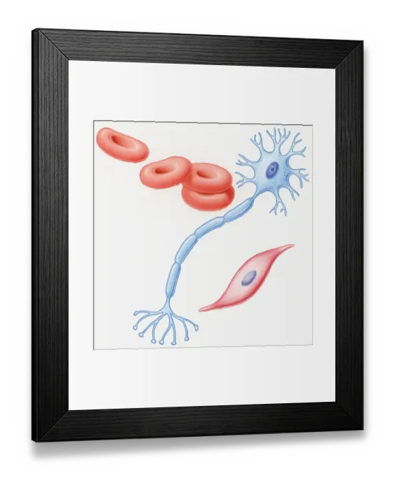 Framed Print : Illustration of human muscle cell, nerve cell, and red blood cells Framed Print : Illustration of human muscle cell, nerve cell, and red blood cells