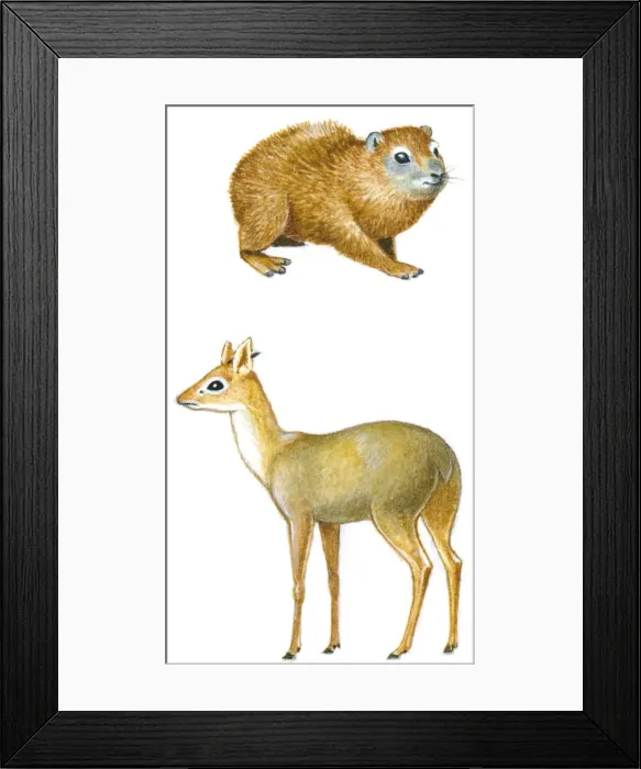 Framed Print : Illustration of Hyrax (Heterohyrax brucei), a small herbivorous mammal, and Dik-Dik (Madoqua), a small herbivorous antelope, both prey to Eagles Framed Print : Illustration of Hyrax (Heterohyrax brucei), a small herbivorous mammal, and Dik-Dik (Madoqua), a small herbivorous antelope, both prey to Eagles