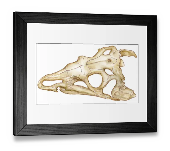 Framed Print : Illustration of Riojasuchus skull, an extinct crurotarsan archosaur, showing nostril, eye socket and antorbital fenestra holes