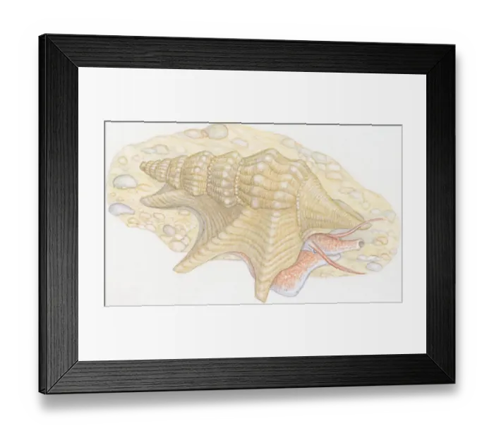 Framed Print : Illustration of Common Pelicans Foot (Aporrhais pespelecani), snail with long snout and tentacles emerging from shell on beach Framed Print : Illustration of Common Pelicans Foot (Aporrhais pespelecani), snail with long snout and tentacles emerging from shell on beach