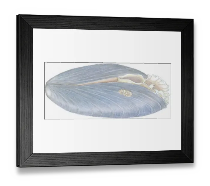 Framed Print : Illustration of Blue Mussel (Mytilus edulis), showing oval opening and fringed opening, and barnacles growing on shell Framed Print : Illustration of Blue Mussel (Mytilus edulis), showing oval opening and fringed opening, and barnacles growing on shell