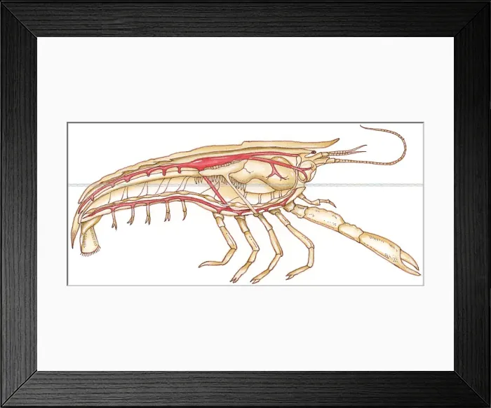 Framed Print : Illustration of Crayfish (Austropotamobius), showing circulatory system