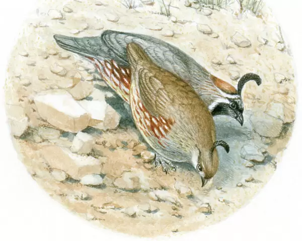 Illustration of male and female Gambels Quail (Callipepla gambellii) pecking on desert floor, showing black plumes on top of heads